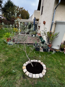 Photo de galerie -  plantation d’arbuste  Olivier