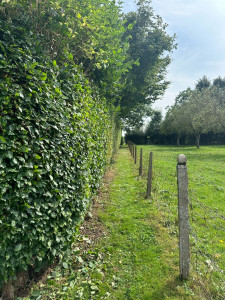 Photo de galerie - Taille de haie 