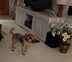 Photo de galerie - Garde chien 