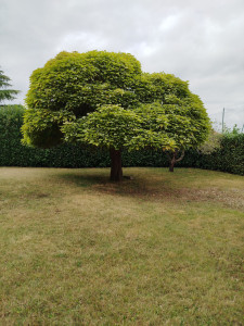 Photo de galerie - Entretien jardin  