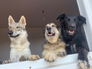 Photo de galerie - Voici mes trois chiens, mes amours de ma vie