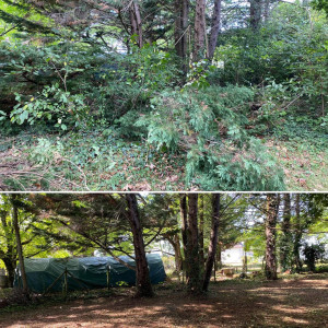 Photo de galerie - Elagage et coupe d'arbres