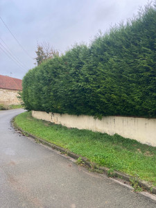 Photo de galerie - Taille de haie