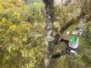 Photo de galerie - En formation d'élagage
