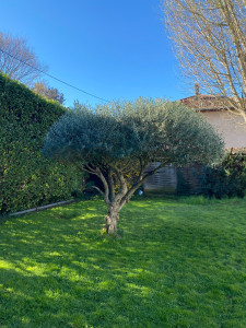 Photo de galerie - Taille d’un Olivier 