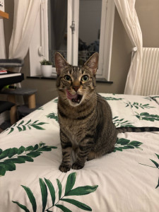 Photo de galerie - Garde chat