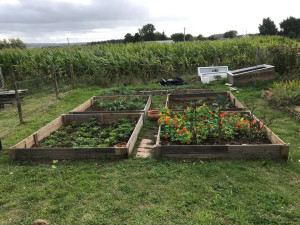 Photo de galerie - Aménagement potager