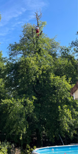 Photo de galerie - élagage d’un chêne au dessus d’une piscine 
