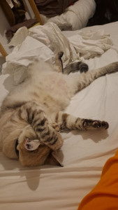 Photo de galerie - Garde chat 