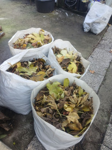 Photo de galerie - Ramassage des feuilles mortes chez un client 