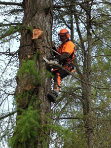 Photo de galerie - Je suis paysagiste spécialisé en élagage. J’interviens pour la taille, l’entretien et l’abattage d’arbres, en respectant les règles de sécurité et l’environneme