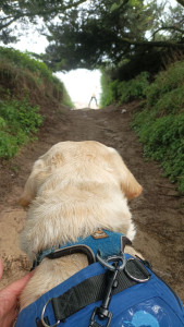 Photo de galerie - Balades assurées en fauteuil roulant avec mon chien 