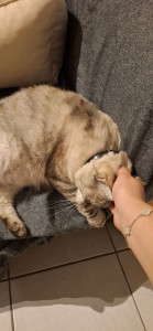 Photo de galerie - Garde chat