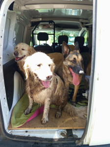 Photo de galerie - Les loulous en balade