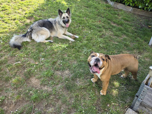 Photo de galerie - Garde chien