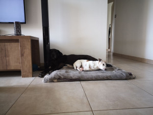 Photo de galerie - Les 2 chiens de la maison 