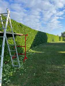 Photo de galerie - Taille de haies et d'arbustes