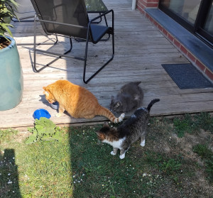 Photo de galerie - Garfield, Cannelle et Fidji 