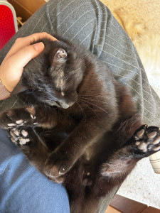 Photo de galerie - Quand je garde un chat pendant que j’étudie mes cours