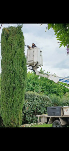 Photo de galerie - Taille de haies et d'arbustes