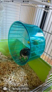 Photo de galerie - Garde du petit hamster russe Noisette 