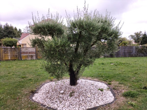 Photo de galerie - Paysagiste - Aménagement du jardin