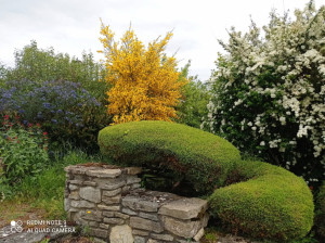 Photo de galerie - Taille d’une rocaille 
