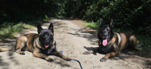 Photo de galerie - Garde chien