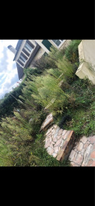 Photo de galerie - Tonte de pelouse - Débroussaillage
