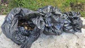 Photo de galerie - Entretien et nettoyage du Chenau 