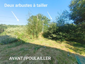 Photo de galerie - Débroussaillage et enlèvement d'arbustes