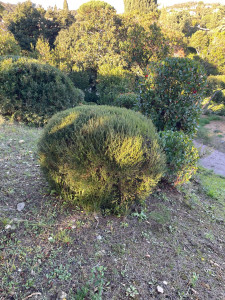 Photo de galerie - Taille de haies et d'arbustes