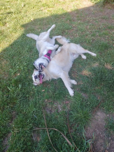 Photo de galerie - Pension canine LA tribu d'Atlas 