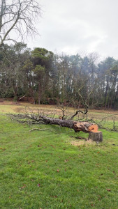 Photo de galerie - Abattage d’un arbre