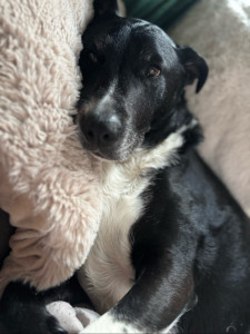 Photo de galerie - Milo (mon chien) ✨