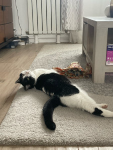 Photo de galerie - Garde de chat au domicile de sa propriétaire 