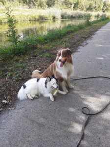 Photo de galerie - Garde chien 