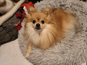 Photo de galerie - Garde chien