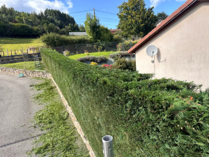 Photo de galerie - Taille d’une haie de 6près