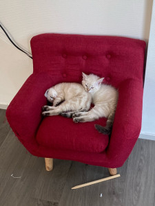 Photo de galerie - Garde deux chatons