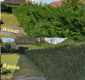 Photo de galerie - Taille de haie leylandii
