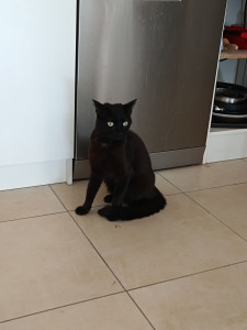 Photo de galerie - Garde chat