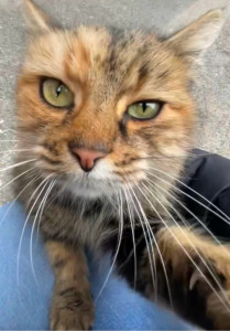 Photo de galerie - Petite photo extraite d’une vidéo que j’avais prise de cette chatte trop mimi que j’avais gardée cet été ?