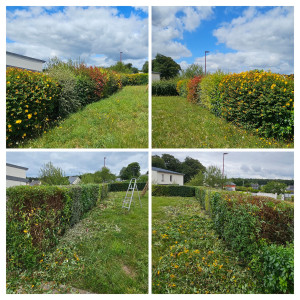 Photo de galerie - Taille de haies 