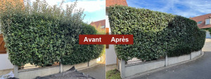 Photo de galerie - Elagueur, le meilleur Elagueur