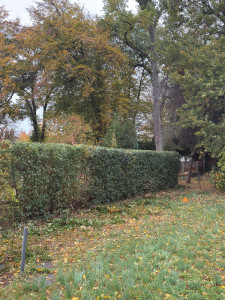 Photo de galerie - Taille de haie multi-espèces (APRÈS)