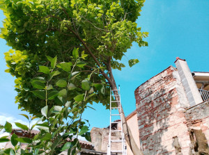 Photo de galerie - Élagage et abattage