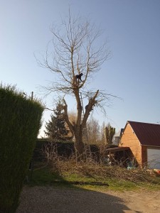 Photo de galerie - Elagage et coupe d'arbres