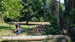 Photo de galerie - Elagage et coupe d'arbres