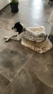 Photo de galerie - Ma chienne